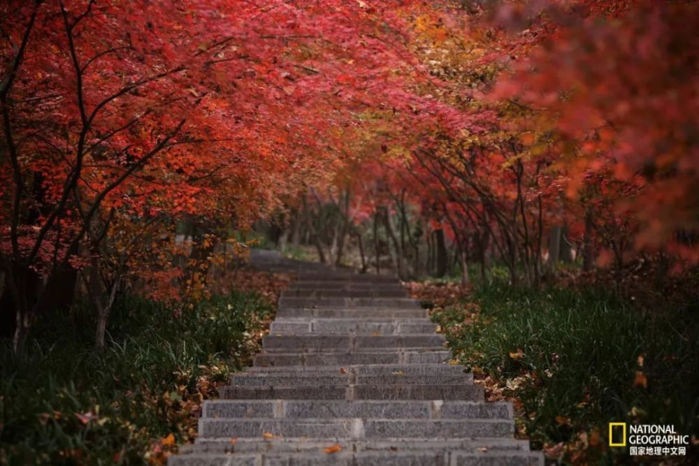 南京|秋天千万别去南京，否则就不想回去了