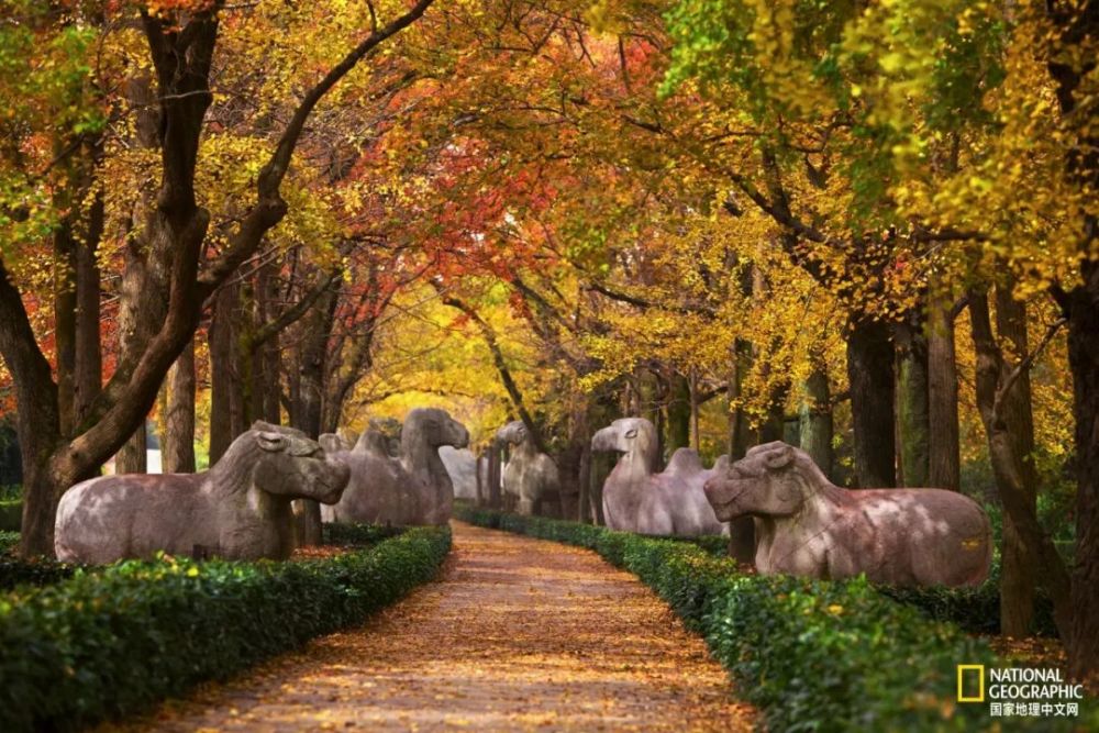 南京|秋天千万别去南京，否则就不想回去了