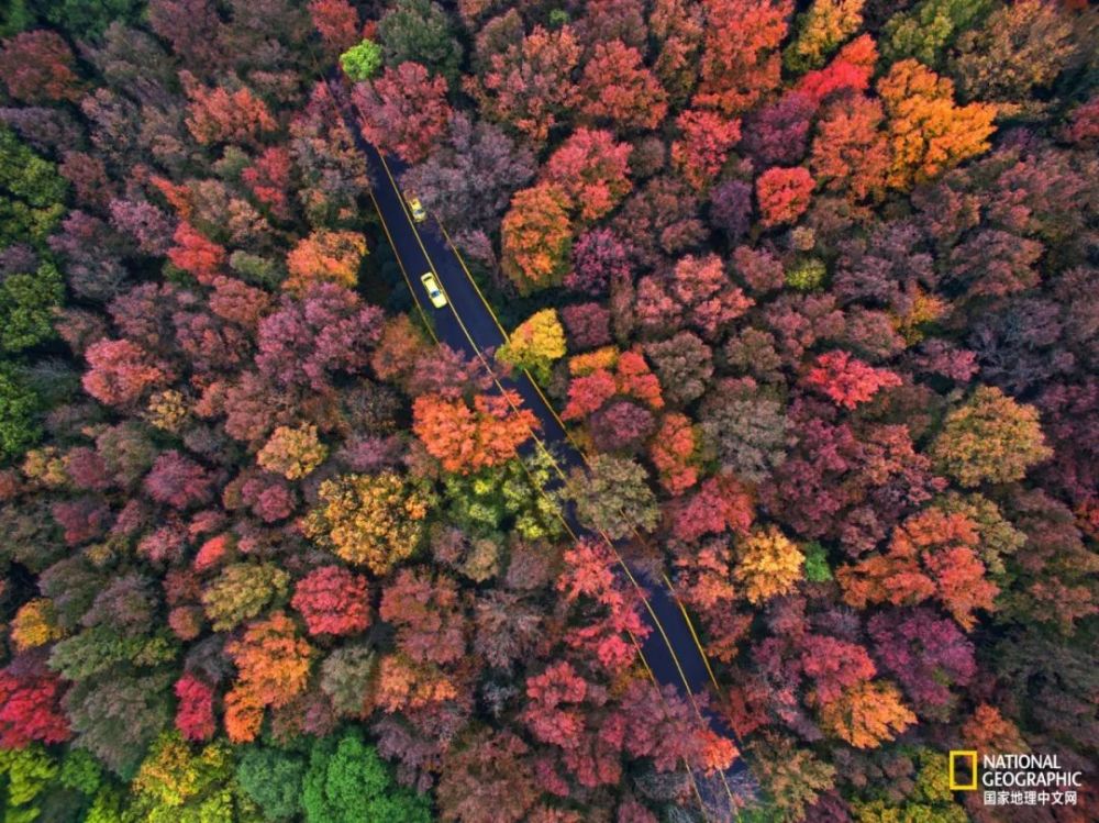 南京|秋天千万别去南京，否则就不想回去了