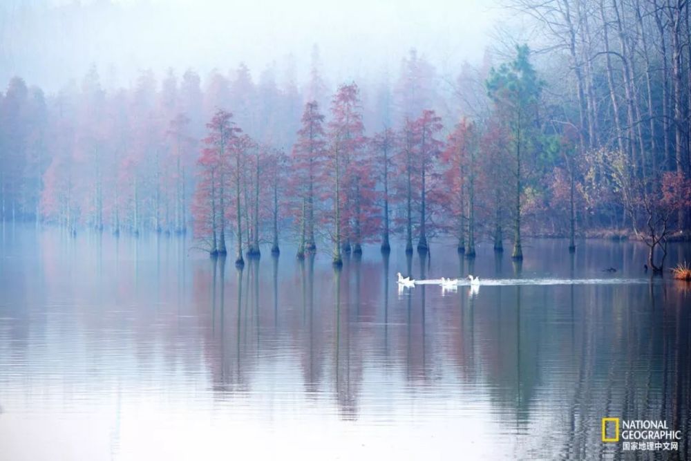 南京|秋天千万别去南京，否则就不想回去了
