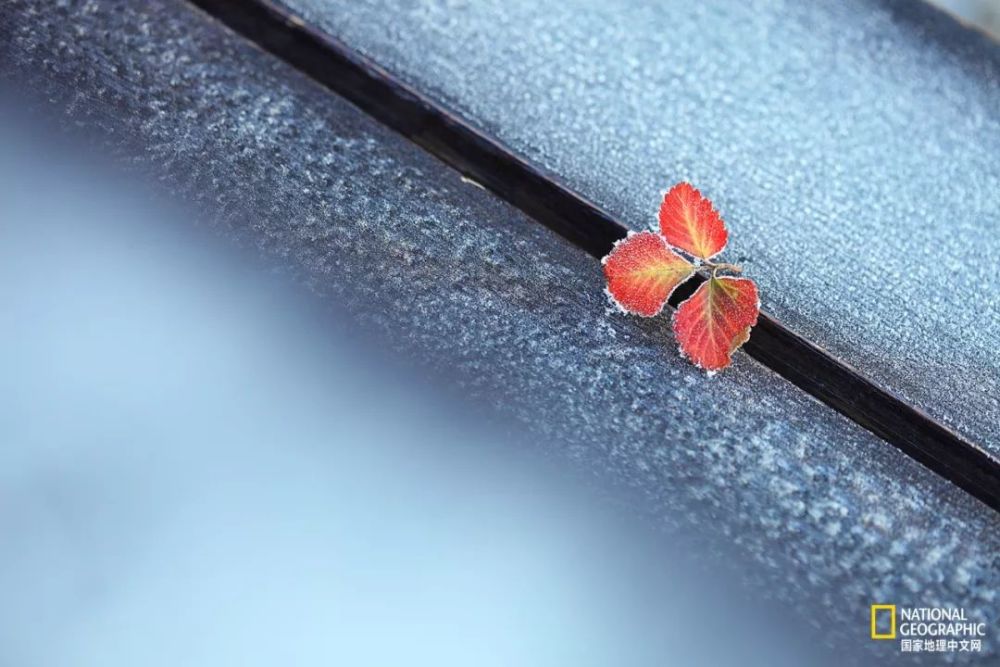 南京|秋天千万别去南京，否则就不想回去了