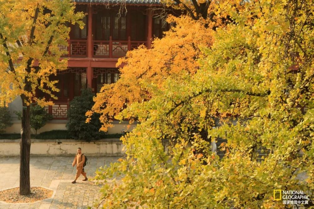 南京|秋天千万别去南京，否则就不想回去了