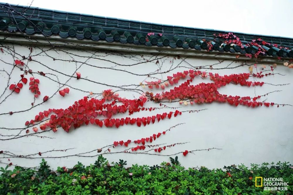 南京|秋天千万别去南京，否则就不想回去了