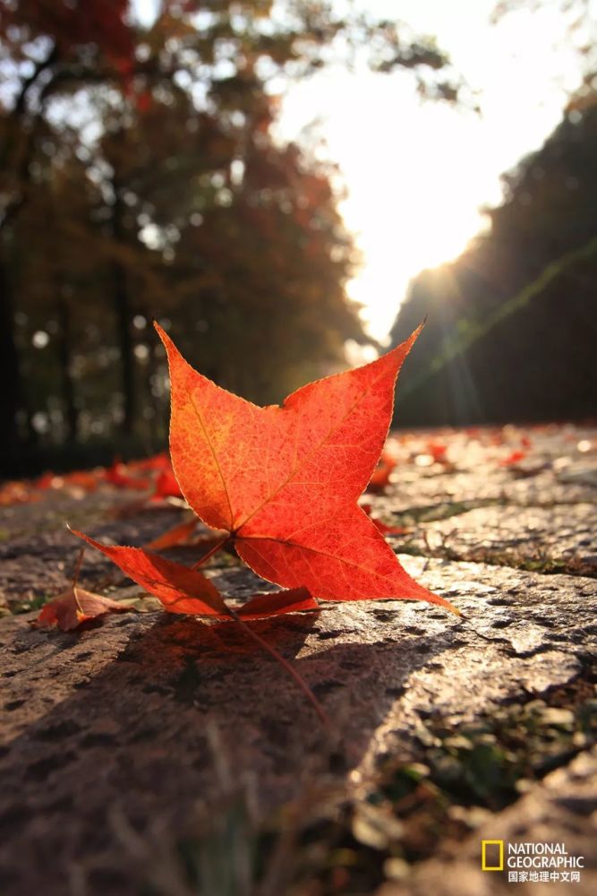 南京|秋天千万别去南京，否则就不想回去了