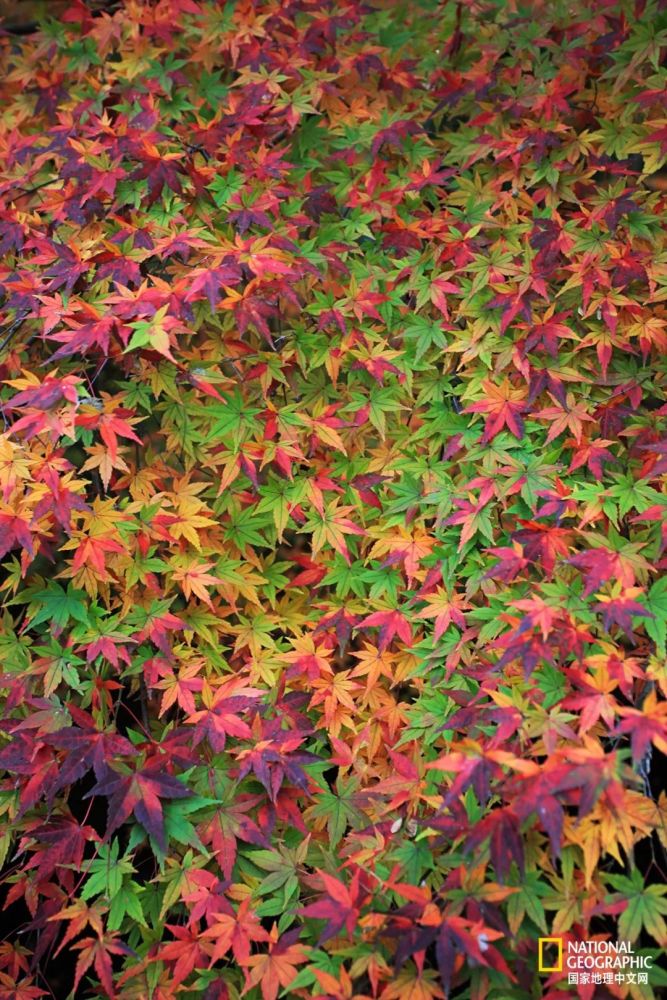 南京|秋天千万别去南京，否则就不想回去了