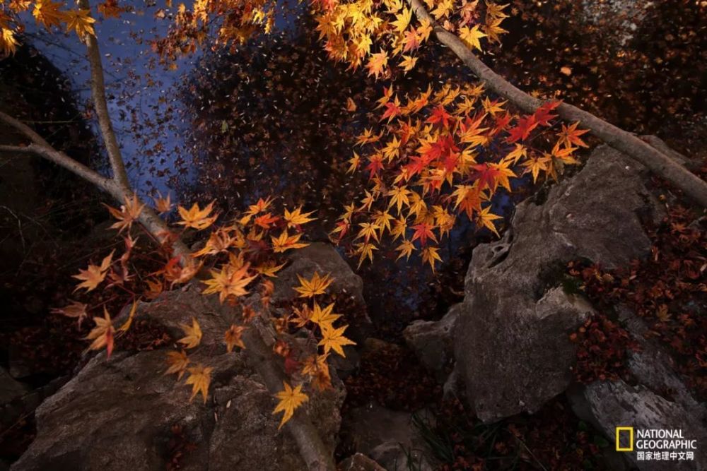 南京|秋天千万别去南京，否则就不想回去了