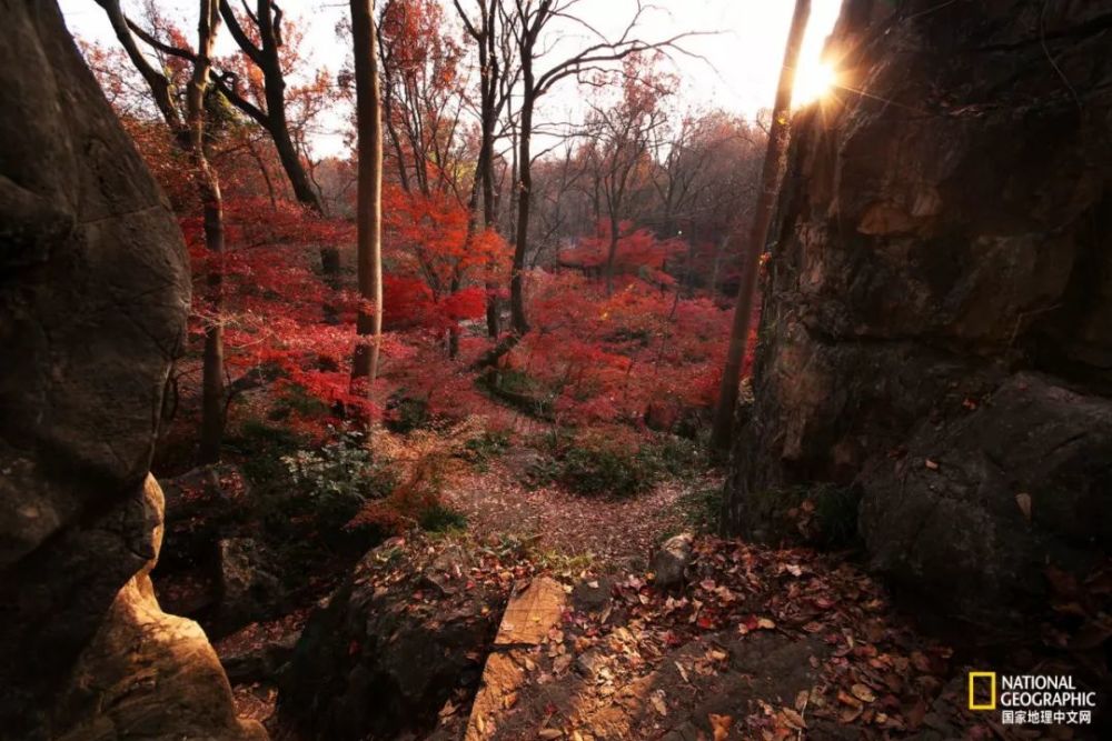 南京|秋天千万别去南京，否则就不想回去了