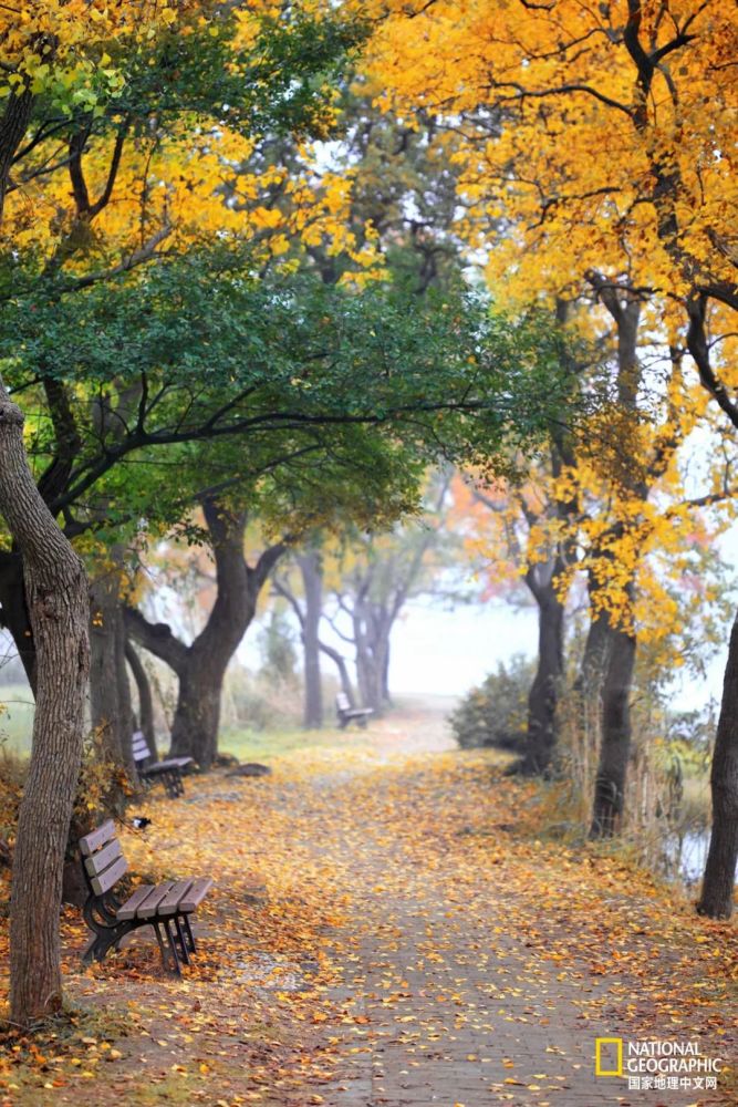 南京|秋天千万别去南京，否则就不想回去了