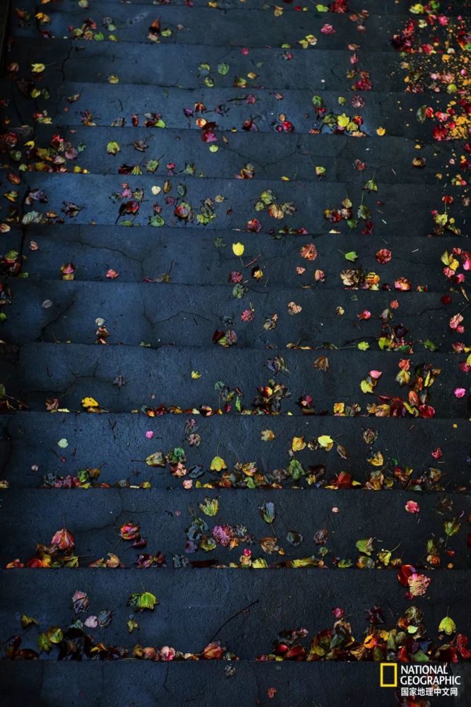 南京|秋天千万别去南京，否则就不想回去了