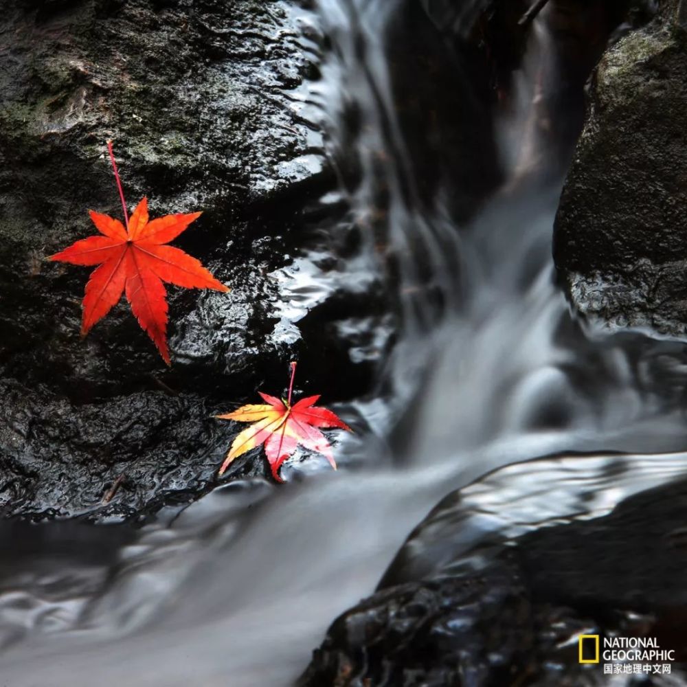 南京|秋天千万别去南京，否则就不想回去了