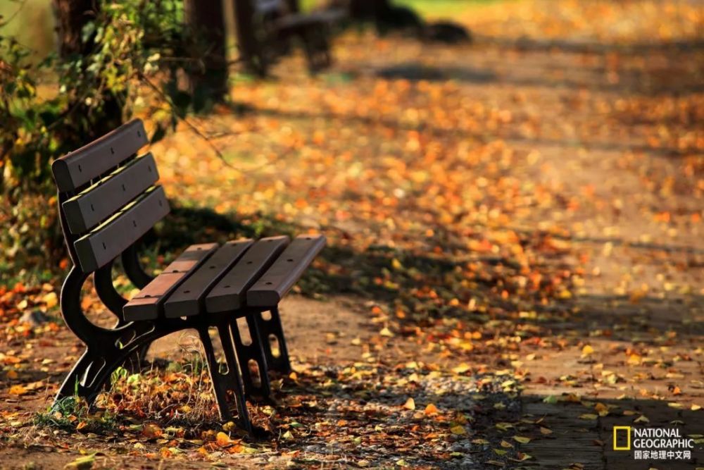 南京|秋天千万别去南京，否则就不想回去了