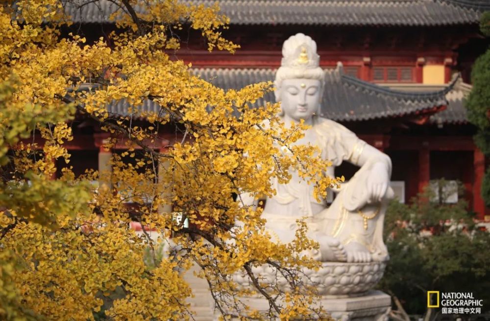 南京|秋天千万别去南京，否则就不想回去了