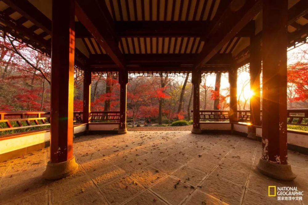 南京|秋天千万别去南京，否则就不想回去了