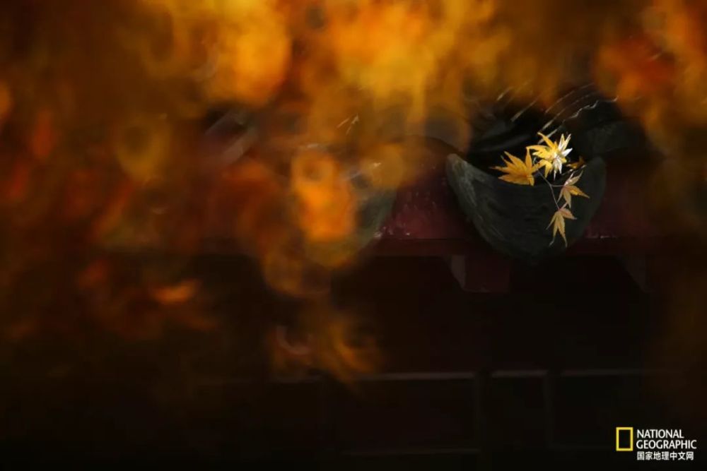 南京|秋天千万别去南京，否则就不想回去了