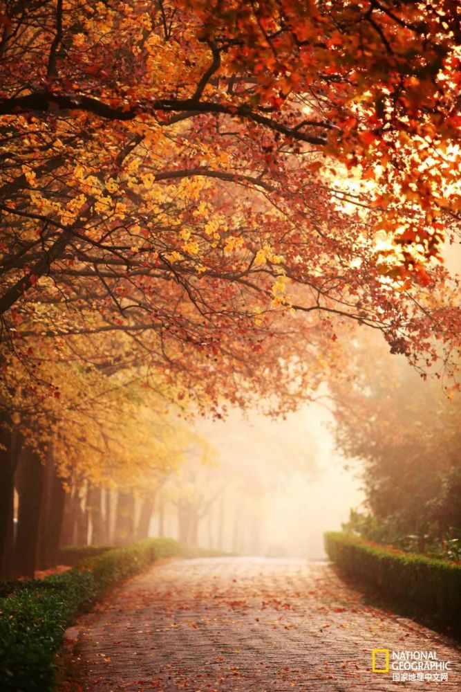 南京|秋天千万别去南京，否则就不想回去了