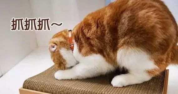 辟谣 猫 出于报复 破坏家具 猫也有苦衷 又该如何预防与解决