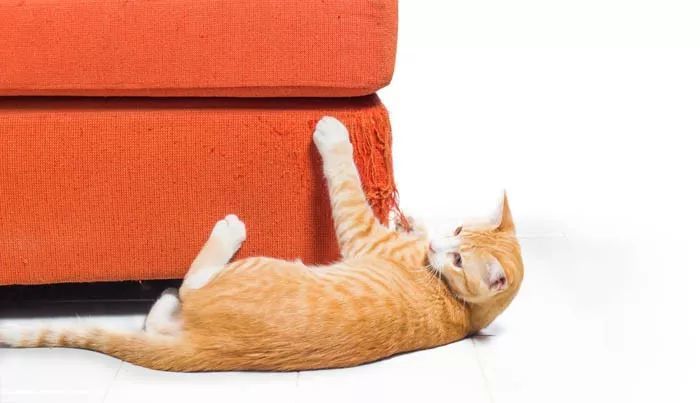 辟谣 猫 出于报复 破坏家具 猫也有苦衷 又该如何预防与解决
