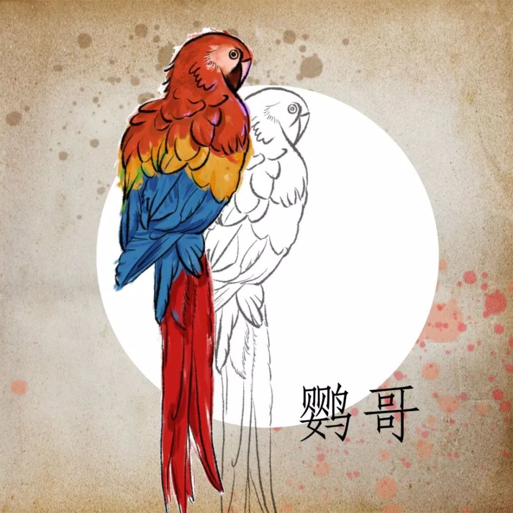 白乌龟不是白色的乌龟,上海话里这些鸟