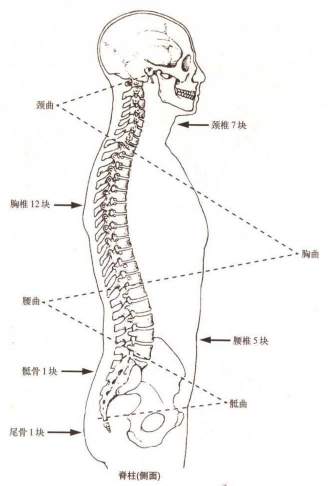 腰痛可能引起腰椎间盘突出 加强核心杜绝腰痛 腾讯新闻