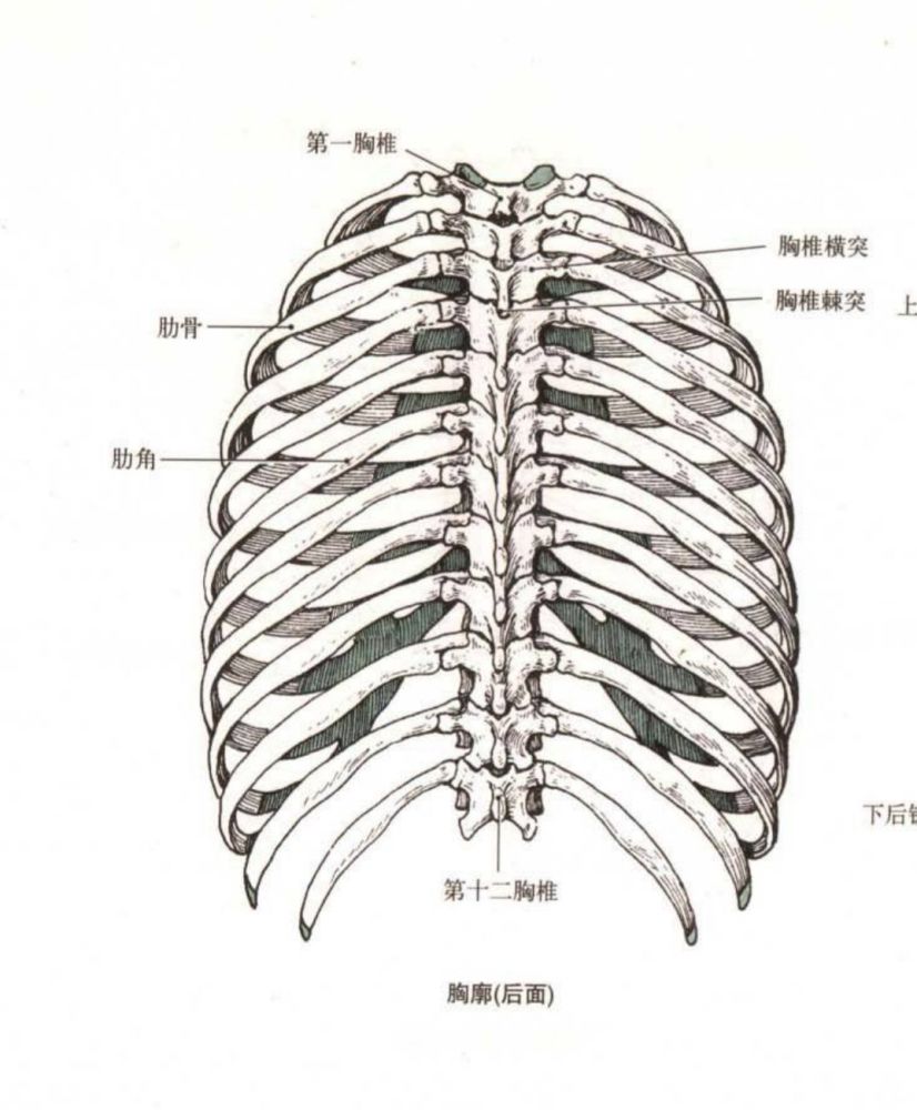 腰痛可能引起腰椎间盘突出 加强核心杜绝腰痛 腾讯新闻