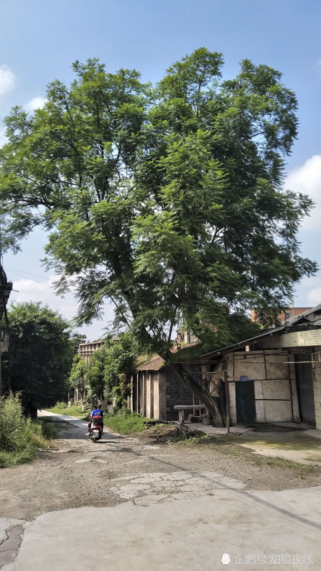 老街老巷老茶館老屋老樹老手藝不一樣的內江椑木老街人生活