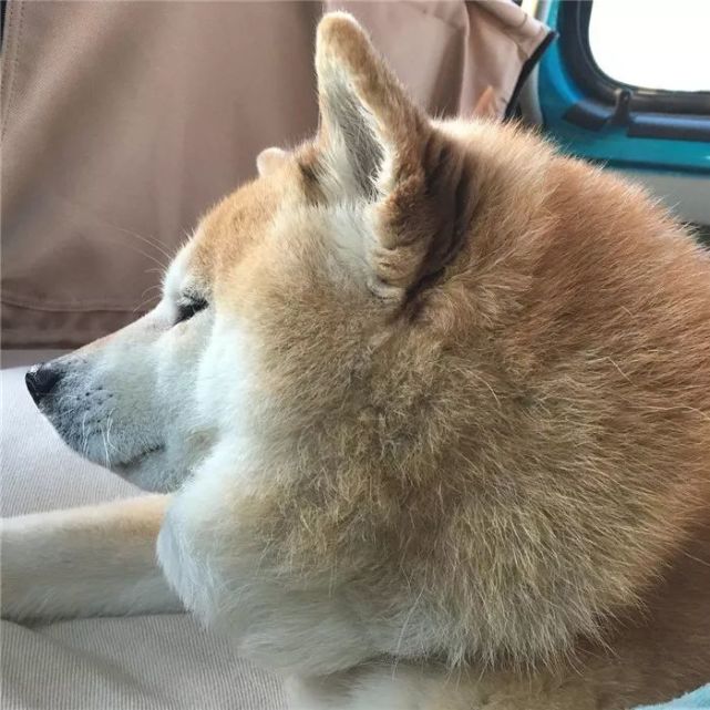 这只柴犬自从被收养,就从精致五官,发展成了大饼脸