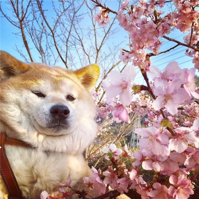 这只柴犬自从被收养,就从精致五官,发展成了大饼脸