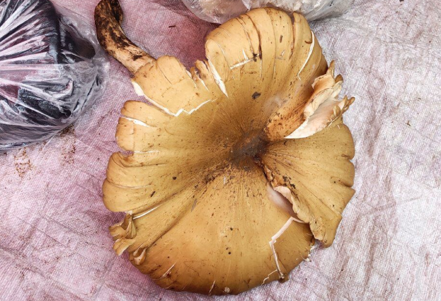 云南腾冲现巨型鸡枞菌 菌盖淡黄大如雨伞_腾讯新闻