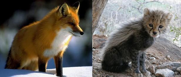 搜神记 中的狐狸精 有哪些种类 狐和狸的区别是什么