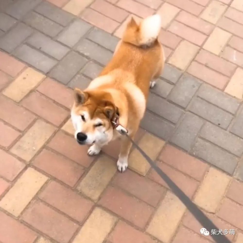 柴犬怎么训练 柴犬咬人吗