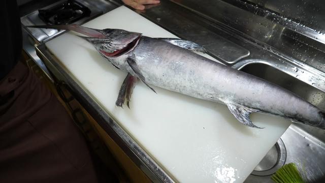 海鲜里嘴巴最长的鱼,嘴巴有30厘米,嘴上一点肉也没有全是骨头