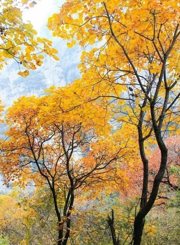 狼牙山镇|北京180公里处，有座英雄的山，这里风景美如画，秋色醉人！