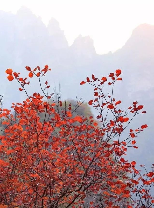 狼牙山镇|北京180公里处，有座英雄的山，这里风景美如画，秋色醉人！