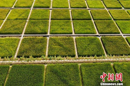 农田,村落,山峦,组成了一幅美丽的图案. 泱波 摄