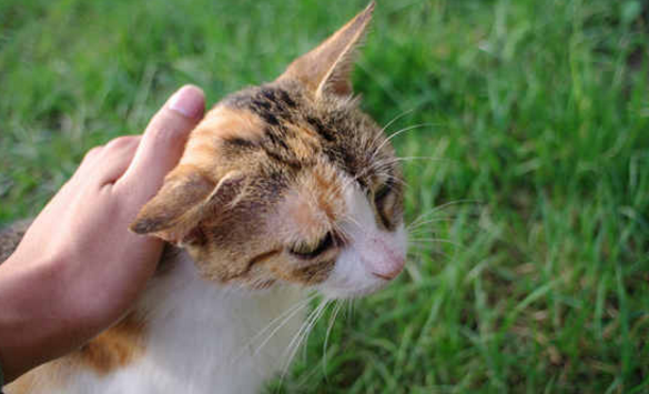 虎毒不食子 猫咪为什么会吃掉自己的孩子