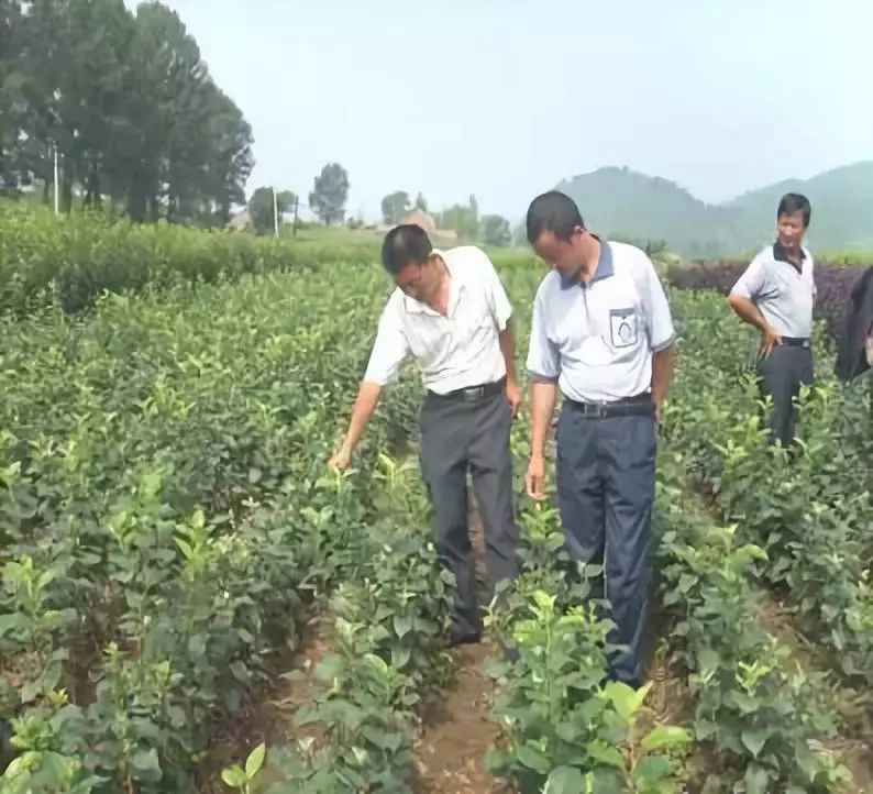 果树苗木出圃技术要点全整理 建议收藏