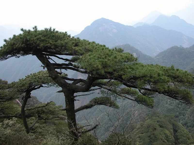 三清山的黄山松在龙虎山,龟峰,马尾松以其特殊的生长方式,特有的身姿