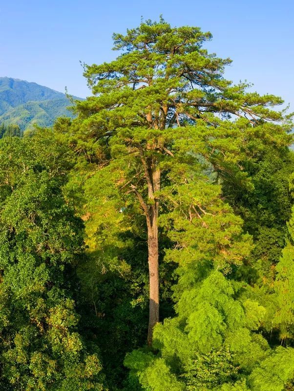江西松王 江西省绿委办提供在江西,200年以上的马尾松林比比皆是.