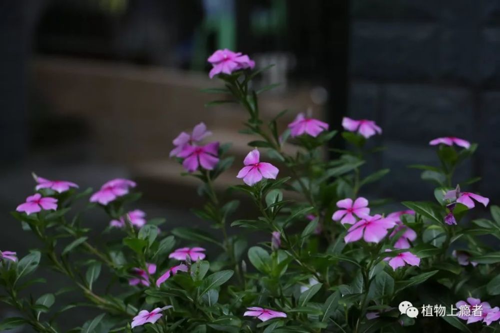 发现每种植物的独特之美 长春花 花之碧玉