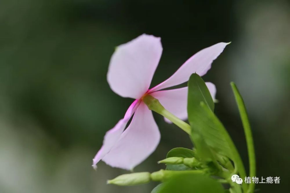 发现每种植物的独特之美 长春花 花之碧玉