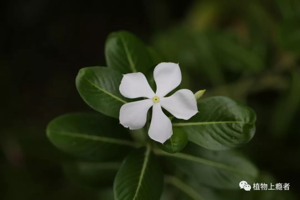 发现每种植物的独特之美 长春花 花之碧玉