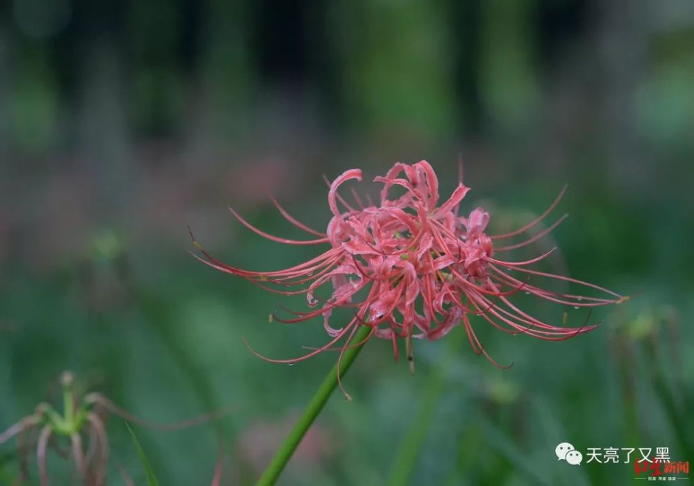 惊艳了时光的曼珠沙华 这次让成都的沙河火了