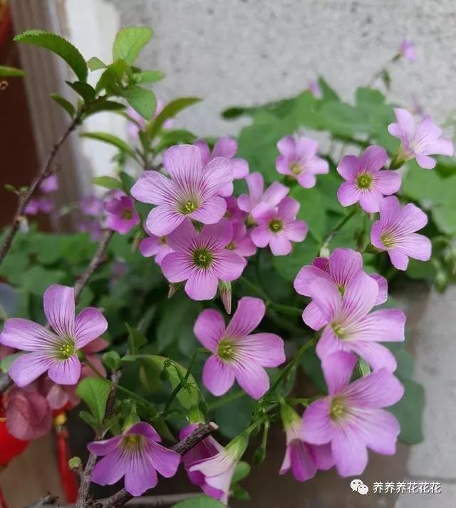 養(yǎng)花加盟