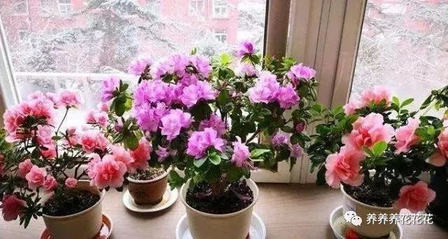 養(yǎng)花加盟