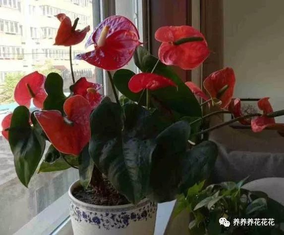 養(yǎng)花加盟