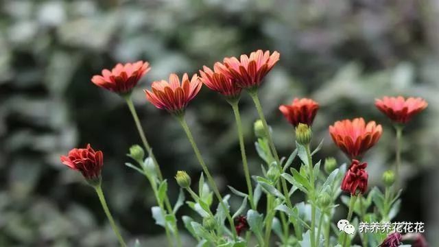 養(yǎng)花加盟