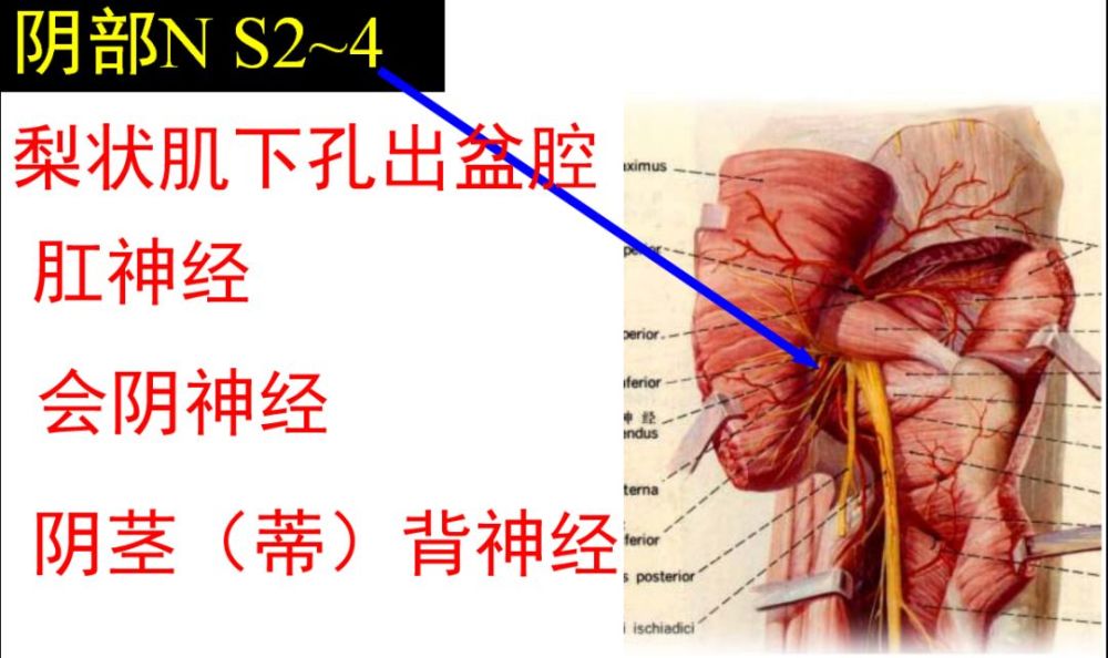 壓力來自妊娠子宮及難產神經受傷所影響的肌肉:閉孔外肌,內收肌群解剖