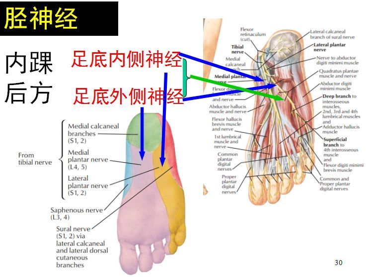 解剖走形:脛神經是坐骨神經的直接延續,沿小腿後淺深肌群之間下行,於