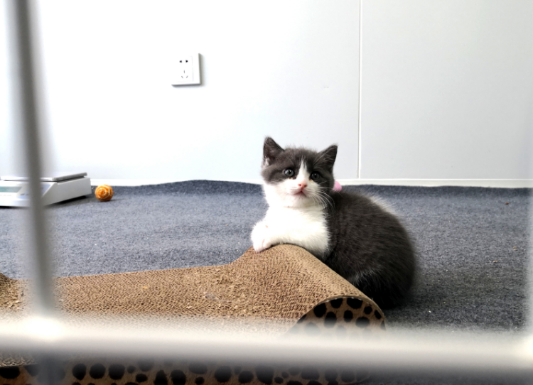 中国首只克隆猫大蒜满月了