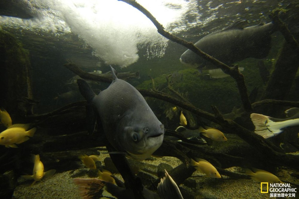 森林失火 殃及池鱼 洪泛森林里的困境